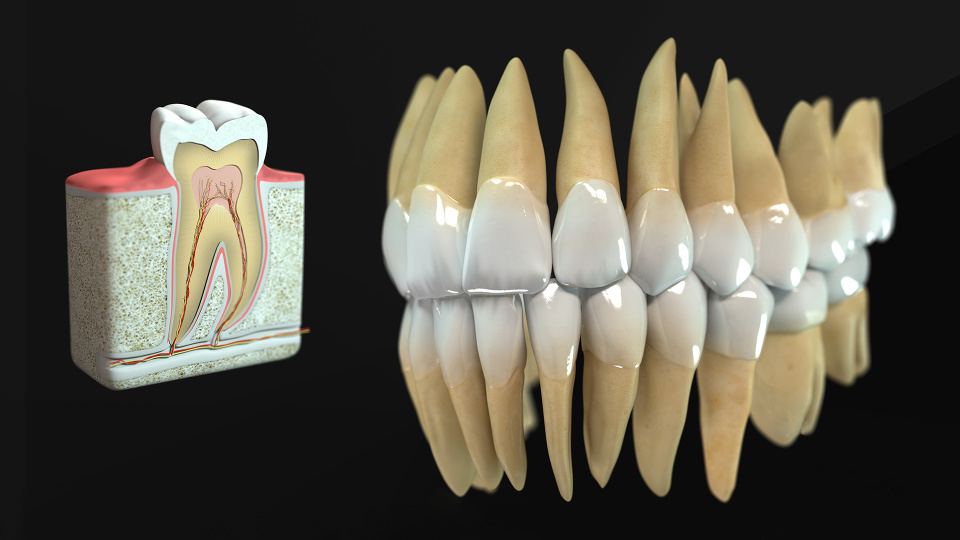 Medical Teeth Image